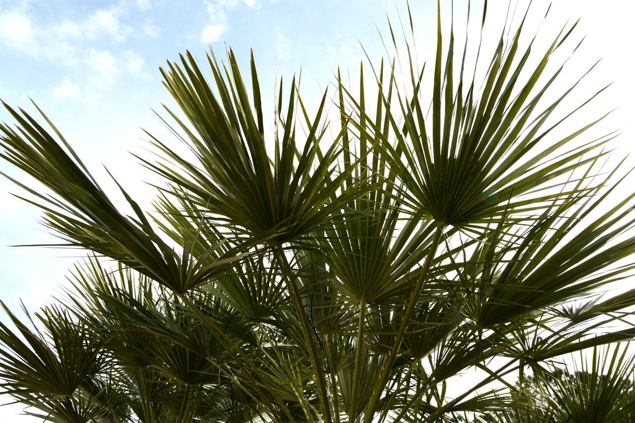 B&B Villa Garden Bisceglie Buitenkant foto